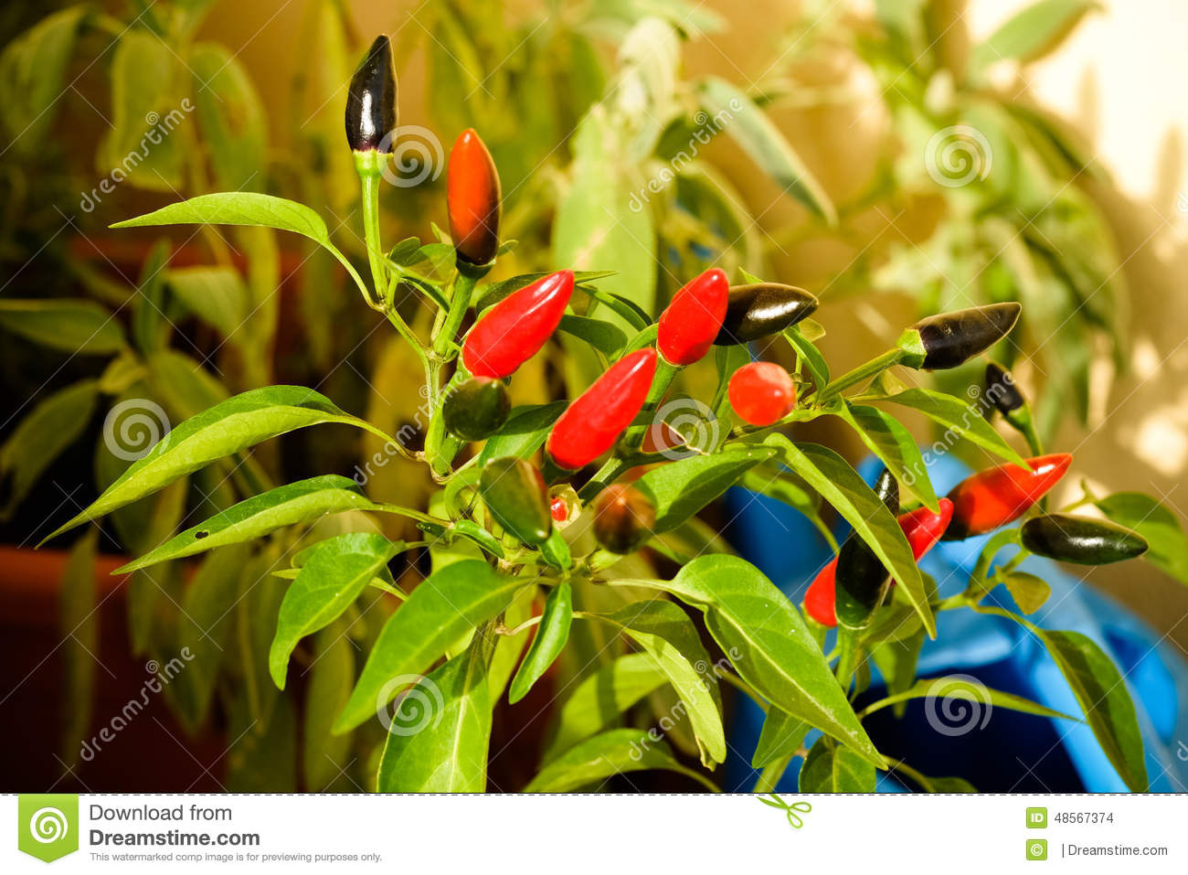 【ky开元电竞】04日德甲推荐:拜仁客场强力出征 科隆主场分难保(图4) ky开元