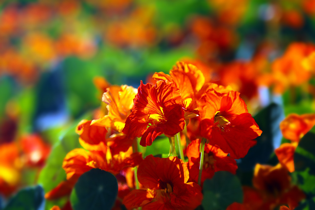 赴日旅游市场持续升温,乐购仕成赴日旅游购物代名词-KY开元集团官网(图4) KY开元集团官网