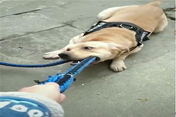 快讯-瓦格纳神跑位胸部吃饼 拜仁3-1贝西克塔斯‘ky开元集团’(图2) ky开元电竞